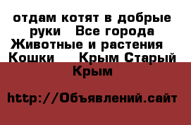 отдам котят в добрые руки - Все города Животные и растения » Кошки   . Крым,Старый Крым